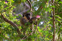 Green monkey  (Chlorocebus sabaeus) picking and eating flowers in a tree, Gambia, Africa, May.