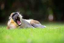 Green monkey  (Chlorocebus sabaeus) yawning while lying in grass. Gambia, Africa, May.