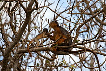 Western red colobus (Procolobus badius) female with young, Gambia, Africa, May.
