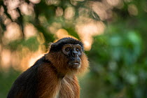 Western red colobus (Procolobus badius) portrait of an adult male, Gambia, Africa, May.