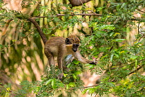 Green monkey  (Chlorocebus sabaeus) youngster in a tree, Gambia, Africa, May.