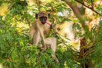 Green monkey  (Chlorocebus sabaeus) youngster chewing on plastic, Gambia, Africa, May.