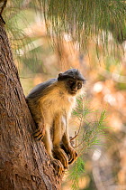 Western red colobus (Procolobus badius) in a tree. Gambia, Africa, May.