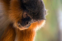 Western red colobus (Procolobus badius) portrait of an adult male, Gambia, Africa, May.