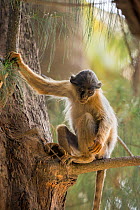 Western red colobus (Procolobus badius) in a tree, Gambia, Africa, May.