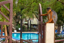 Western red colobus (Procolobus badius) at the edge of swimming pool in a tourist resort, Gambia, Africa, May.