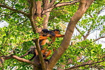Western red colobus (Procolobus badius) couple mating in a tree, Gambia, Africa, May.