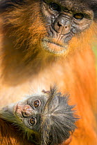 Western red colobus (Procolobus badius) female with newborn young, Gambia, Africa, May.