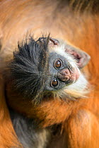 Western red colobus (Procolobus badius) recently born young, newborn. Portrait, Gambia, Africa, May.