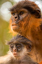 Western red colobus (Procolobus badius) female with small youngster, Gambia, Africa, May.