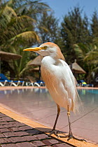 Cattle egret (Bubulcus ibis) at the edge of a swimming pool in a tourist resort, Gambia, Africa, May.