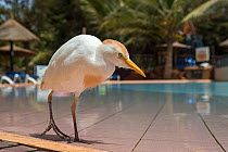 Cattle egret (Bubulcus ibis) at the edge of swimming pool in a tourist resort, Gambia, Africa, May.