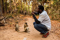 Green monkey  (Chlorocebus sabaeus) hoping to get food from a local guide. Bijilo Forest Park, Kololi, Serrekunda, Gambia, Africa, May.