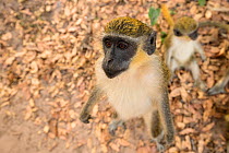 Green monkey  (Chlorocebus sabaeus) begging for food, Bijilo Forest Park, Kololi, Serrekunda, Gambia, Africa, May.
