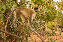 Green monkey  (Chlorocebus sabaeus) perched in a tree, Bijilo Forest Park, Kololi, Serrekunda, Gambia, Africa, May.