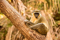 Green monkey  (Chlorocebus sabaeus) perched in a tree, Bijilo Forest Park, Kololi, Serrekunda, Gambia, Africa, May.