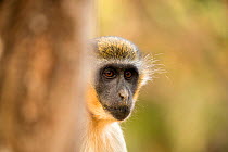 Green monkey  (Chlorocebus sabaeus) close-up portrait, Bijilo Forest Park, Kololi, Serrekunda, Gambia, Africa, May.