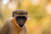 Green monkey  (Chlorocebus sabaeus) close-up portrait, Bijilo Forest Park, Kololi, Serrekunda, Gambia, Africa, May.