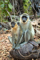 Green monkey  (Chlorocebus sabaeus) mother and juvenile, Bijilo Forest Park, Kololi, Serrekunda, Gambia, Africa, May.