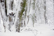 Pollarded European / Common beech tree (Fagus sylvatica) trees covered in snow, Hohneck, Vosges, France, January