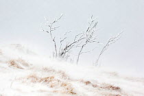 Tree covered in ice and frost during snowfall with heavy wind, Hohneck mountain, Vosges, France, January