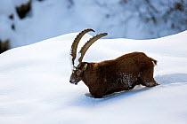 Alpine ibex (Capra ibex) adult male in deep snow, Gran Paradiso National Park, the Alps, Italy. January
