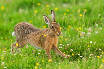 RF - Brown Hare (Lepus europaeus) adult stretching, in summer meadow. Scotland, UK. June. (This image may be licensed either as rights managed or royalty free.)