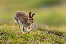 RF - Mountain Hare (Lepus timidus) adult in summer pelage running across heather moorland Scotland, UK. (This image may be licensed either as rights managed or royalty free.)