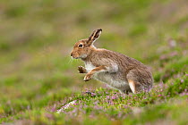 RF - Mountain Hare (Lepus timidus) shaking after grooming, summer pelage. Scotland, UK. (This image may be licensed either as rights managed or royalty free.)