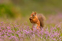 RF - Red Squirrel (Sciurus vulgaris) in summer coat amongst heather, Cairngorms National Park, Scotland. (This image may be licensed either as rights managed or royalty free.)