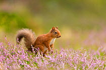 RF - Red squirrel (Sciurus vulgaris) in summer coat amongst heather, Cairngorms National Park, Scotland, UK, August. (This image may be licensed either as rights managed or royalty free.)