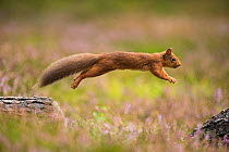 RF - Red Squirrel (Sciurus vulgaris) in summer coat leaping between fallen logs. Scotland, UK. September. (This image may be licensed either as rights managed or royalty free.)