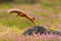 RF - Red Squirrel (Sciurus vulgaris) adult in summer coat leaping onto fallen log. Scotland, UK. September. (This image may be licensed either as rights managed or royalty free.)