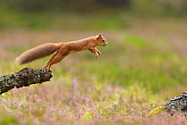 RF - Red Squirrel (Sciurus vulgaris) adult in summer coat leaping between fallen logs Scotland, UK. September. (This image may be licensed either as rights managed or royalty free.)