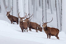RF - Red Deer (Cervus elaphus) group of stags in snow-covered pine forest Scotland, UK. December. (This image may be licensed either as rights managed or royalty free.)