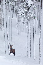 RF - Red Deer stag (Cervus elaphus) in snow-covered pine forest. Scotland, UK. December. (This image may be licensed either as rights managed or royalty free.)