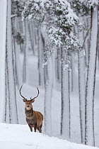 RF - Red Deer stag (Cervus elaphus) in snow-covered pine forest. Scotland, UK. December. (This image may be licensed either as rights managed or royalty free.)