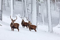 RF - Red Deer (Cervus elaphus) three stags in snow-covered pine forest. Scotland, UK. December. (This image may be licensed either as rights managed or royalty free.)