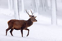RF - Red Deer stag (Cervus elaphus) walking through snow-covered pine forest Scotland, UK. December. (This image may be licensed either as rights managed or royalty free.)