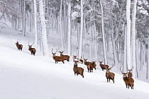 RF - Red deer (Cervus elaphus) herd in forest in winter. Scotland, UK. December (This image may be licensed either as rights managed or royalty free.)