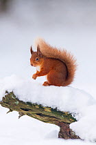 RF - Red Squirrel (Sciurus vulgaris) on log in snow. Scotland, UK. December. (This image may be licensed either as rights managed or royalty free.)