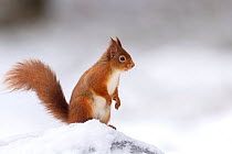 RF - Red Squirrel (Sciurus vulgaris) standing on log in snow. Scotland, UK. December. (This image may be licensed either as rights managed or royalty free.)