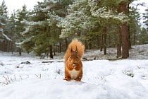 RF - Red Squirrel (Sciurus vulgaris) in woodland habitat in snow. Scotland, UK, December. (This image may be licensed either as rights managed or royalty free.)