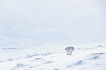RF - Mountain Hare (Lepus timidus) in white winter coat runnng across snow, Scotland. UK, January. (This image may be licensed either as rights managed or royalty free.)