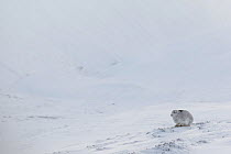 RF - Mountain Hare (Lepus timidus) resting on snow in wintry habitat, Scotland. UK, January. (This image may be licensed either as rights managed or royalty free.)