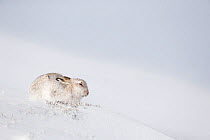 RF - Mountain Hare (Lepus timidus) sitting on snow. Scotland, UK. January. (This image may be licensed either as rights managed or royalty free.)