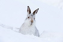 RF - Mountain Hare (Lepus timidus) adult resting in snow hole in winter habitat, Scotland, UK, Febraury. (This image may be licensed either as rights managed or royalty free.)