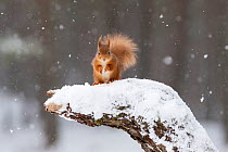 RF - Red Squirrel (Sciurus vulgaris) on snow-covered stump. Scotland, UK, February. (This image may be licensed either as rights managed or royalty free.)