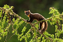RF - Pine Marten (Martes martes) backlit on larch branch, Scotland, UK, May. (This image may be licensed either as rights managed or royalty free.)