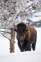 RF - Bison (Bison bison) bull standing in snow, Yellowstone National Par. January. (This image may be licensed either as rights managed or royalty free.)